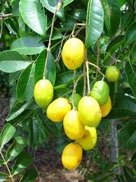 Caribfruits Prune Mombin Fruits Tropicaux Fruits Tropicaux Fruits Exotiques Planter Des Arbres