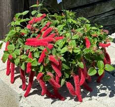 Image result for Acalypha hispida