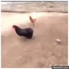 Shotgun Chicken Memes
