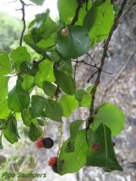 Image result for Apodytes dimidiata
