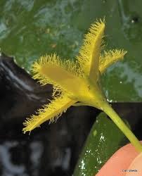 Image result for Nymphoides thunbergiana
