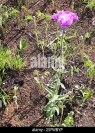 Image result for Vernonia hirsuta