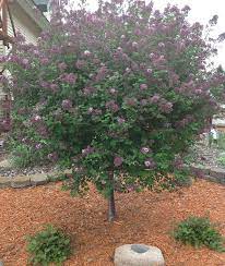 Korean Dwarf Lilac Tree Farm Nursery For Sale Mn Lilac Tree Dwarf Lilac Korean Lilac Tree