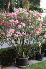 Oleander Erfolgreich Uberwintern Garten Pflanzen Garten Kubelpflanzen