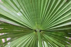 Check spelling or type a new query. Washingtonpalme Pflege Von A Z Washingtonia Robusta Uberwintern Hausgarten Net