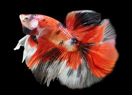 Download this premium photo about fancy koi galaxy betta fish., and discover more than 7 million professional stock photos on freepik. Koi Betta Betta Splendens Marble Variation Aquariadise