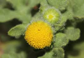 Image result for Grangea maderaspatana