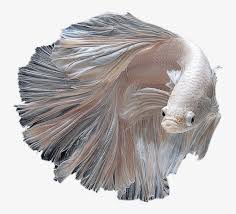 This is the albino betta fish picture 11 of all 20 similar wallpapers. Download Betta Albino Siamese Fighting Fish Png Image With No Background Pngkey Com