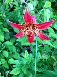 West virginia, mountain momma, take me home, country roads. West Virginia Native Wildflowers The Big Year 2013 Summer Wildflowers Wild Flowers Native Plants Native Plant Gardening
