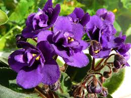 Image result for Streptocarpus sp.nov. aff. S. grandis