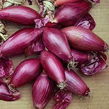Maybe you would like to learn more about one of these? Cipolla Tropea Rossa Lunga Ingegnoli