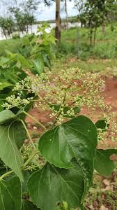 Image result for Premna hans-joachimii