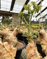 Image result for Cyphostemma congestum