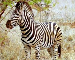 Zebra