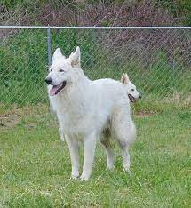 Shipped worldwide with 10 year health guarantee. Akc White German Shepherd Puppies For Sale In Missouri