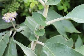 Image result for Solanum mauritianum