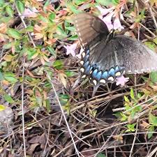 Image result for Albertisia