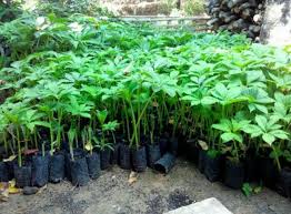 Panglima perang asal jambi, raden mattaher bin pangeran kusen bin adi menjadi satu dari enam orang yang ditetapkan sebagai pahlawan nasional. Diburu Petani Harga Bibit Porang Melambung Tinggi