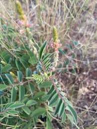 Image result for Indigofera astragalina
