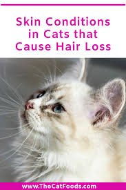 Skin Conditions In Cats That Cause Hair Loss In 2020 Skin Conditions Hair Loss Cat Hair Loss
