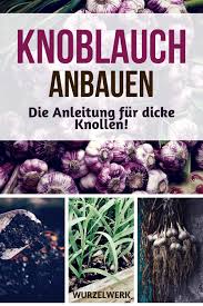 Jetzt knoblauch pflanzen & anbauen! Knoblauch Pflanzen Anbauen Ernten Und Lagern Wurzelwerk