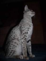 Black savannah cat & blue or spotted savannahs | savannah cat breed. F1 Savannah Cat Ocd Savannah Kittens By Amanukatz