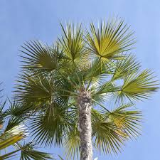 Image result for Acoelorrhaphe wrightii