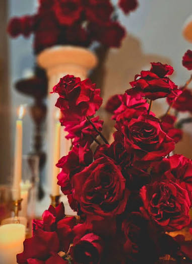 Red Roses Meaning What They Say and When to Give Them