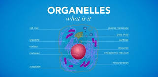 We are aware that all life stems from a single cell, and that the cell is the most basic unit of all living organisms. Sports Massage Organelles Cms Fitness Courses
