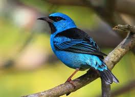 Birds That Start With O Mielero Azul El Dacnis Azul O Mielero Turquesa Dacnis Cayana Animales Azules Aves De Colores Pajaros Hermosos