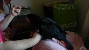 It is more common in the drier parts of the continent. Red Tailed Black Cockatoos Parrot Forum Parrot Owner S Community