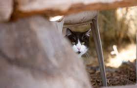 kayip kedi nasil bulunur pet ihtiyac blog