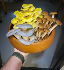 Image result for Strobilurus conigenoides