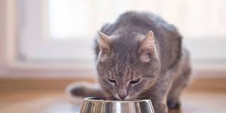 Selain itu, seperti yang kamu ketahui bahwa pada umumnya ikan berasal dari air laut maupun air tawar. Jenis Makanan Kucing Yang Perlu Diketahui Apa Saja Halaman All Kompas Com