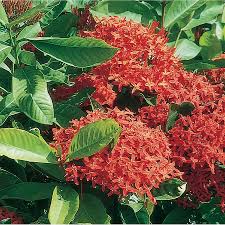 Image result for Ixora praetermissa