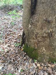 Morels grow in all countries of the northern hemisphere that have temperate or boreal forests (arora 1986), that is, forests that experience a distinct cold season, especially with winter snow. Do Morel Mushrooms Grow Around Sycamore Trees The Ohio Outdoors