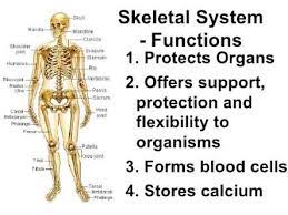 Image Result For Skeletal System Skeletal System Functions Skeletal System System