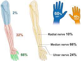 Injury to the median nerve can be caused by: Plos One Acute And Long Term Costs Of 268 Peripheral Nerve Injuries In The Upper Extremity