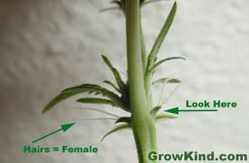 As such, your seedlings can develop into three genders: Sexing Marijuana Plants The How And Why Of Sexing Marijuana Plants How To Grow Marijuana Growkind Com