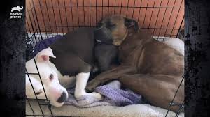 Animal planet pitbulls is one of the most popular tv shows. Animal Planet Swimmers Syndrome Pups Hannah Caleb Find Their Forever Homes Facebook