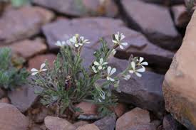 Image result for Carrichtera annua