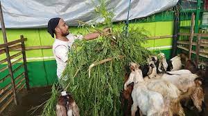 Tujuan hari raya ini pada hakekatnya adalah untuk mendekatkan diri pada allah swt dengan jalan berkurban. Makna Dan Tujuan Ibadah Kurban Di Hari Raya Idul Adha 1441 H Sekaligus Tips Memilih Hewan Kurban Tribun Bali
