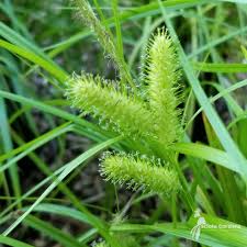Image result for Carex sp.no.1