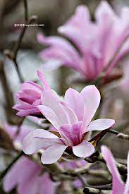 2013溫哥華賞木蘭花 若曦 四爺回來了 beautiful flowers magnolia flower flowers nature