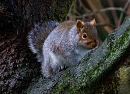 Does irish spring soap repel squirrels? How To Get Rid Of Squirrels Humanely Squirrelcontrol Ca