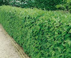 Image result for Cornus mas