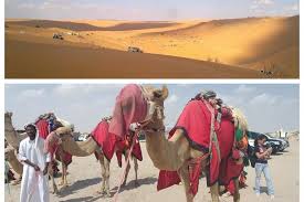 The evening desert safari includes dune bashing, sandboarding, camel rides, entertainment programs, cultural activities and finally the. Sunrise Desert Safari With Camel Ride And Sand Boarding