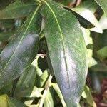 Image result for Warburgia ugandensis