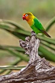 Fischer S Lovebird Just Like Izzy The Tiny Fiend Papagan Kus