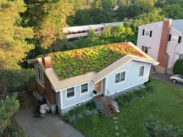 Maybe you would like to learn more about one of these? Green And Cool Roofs The Future Of Climate Change By Ashley Kiesler Medium